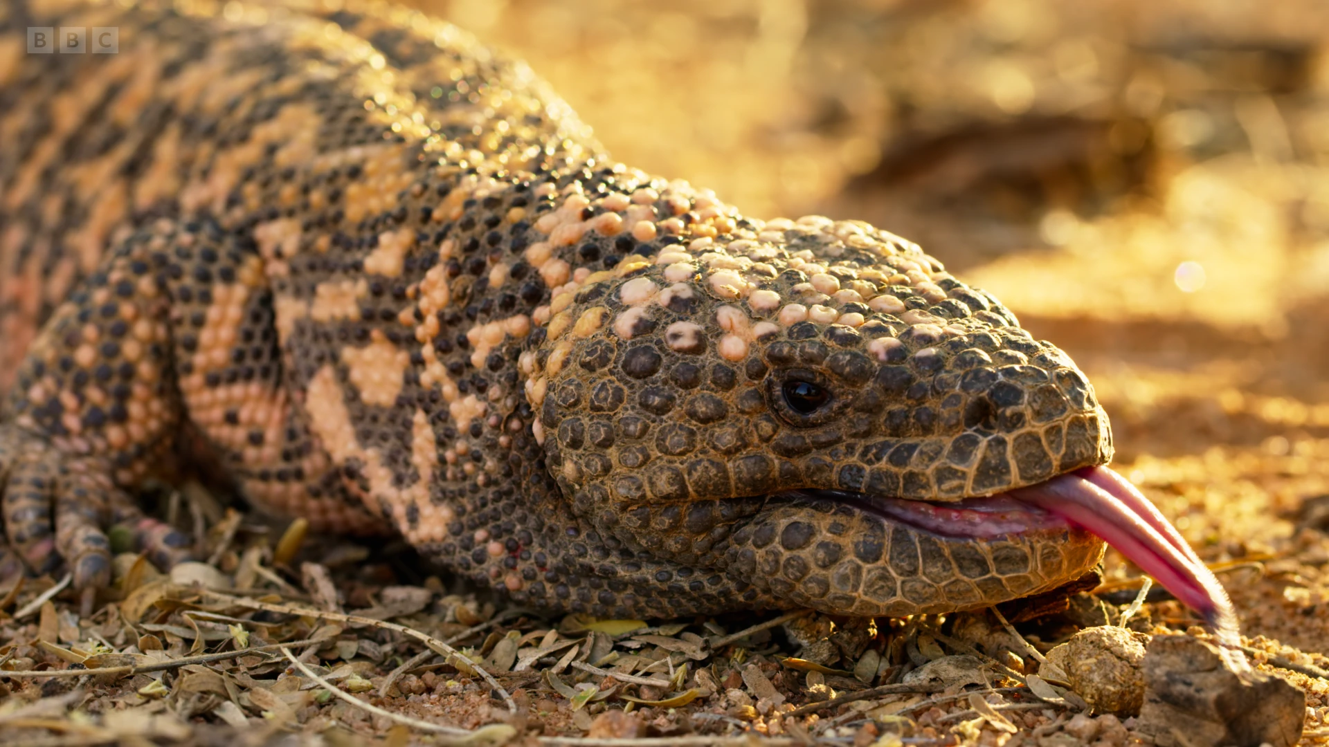 Gila monster (Heloderma suspectum) as shown in Seven Worlds, One Planet - North America